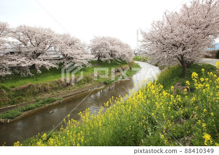 Sakura Tawaramoto 88410349