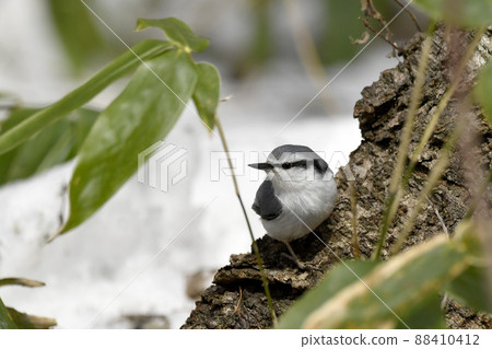 White-rooked goose-cut 88410412