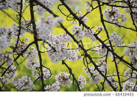 Sakura Tawaramoto Sakura Tawaramoto 88410493