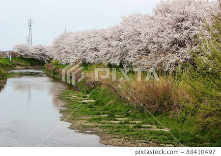 Sakura Tawaramoto 88410497