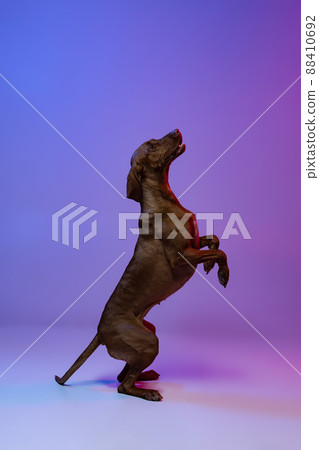 Portrait of beautiful Kurzhaar Drathaar, purebred dog posing isolated on purple background in neon light. Concept of animal, pets Portrait of beautiful Kurzhaar Drathaar, purebred dog posing isolated on purple background in neon light. Concept of animal, pets 88410692