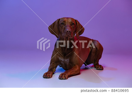 Portrait of beautiful Kurzhaar Drathaar, purebred dog posing isolated on purple background in neon light. Concept of animal, pets Portrait of beautiful Kurzhaar Drathaar, purebred dog posing isolated on purple background in neon light. Concept of animal, pets 88410695