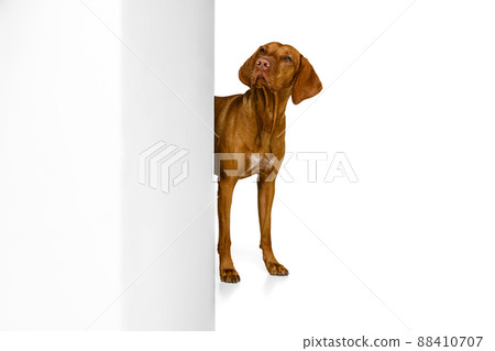Studio shot of adorable brown Kurzhaar Drathaar, purebred dog posing isolated on white background. Concept of animal, pets, beauty, breed, title Studio shot of adorable brown Kurzhaar Drathaar, purebred dog posing isolated on white background. Concept of animal, pets, beauty, breed, title 88410707