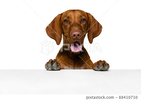 Closeup face of cute brown Kurzhaar Drathaar, purebred dog posing isolated on white background. Concept of animal, pets, beauty, breed, title Closeup face of cute brown Kurzhaar Drathaar, purebred dog posing isolated on white background. Concept of animal, pets, beauty, breed, title 88410710
