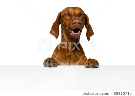 Closeup face of cute brown Kurzhaar Drathaar, purebred dog posing isolated on white background. Concept of animal, pets, beauty, breed, title Closeup face of cute brown Kurzhaar Drathaar, purebred dog posing isolated on white background. Concept of animal, pets, beauty, breed, title 88410713
