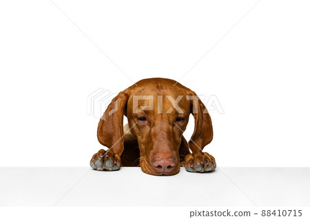 Closeup face of cute brown Kurzhaar Drathaar, purebred dog posing isolated on white background. Concept of animal, pets, beauty, breed, title Closeup face of cute brown Kurzhaar Drathaar, purebred dog posing isolated on white background. Concept of animal, pets, beauty, breed, title 88410715