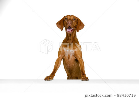 Studio shot of adorable brown Kurzhaar Drathaar, purebred dog posing isolated on white background. Concept of animal, pets, beauty, breed, title Studio shot of adorable brown Kurzhaar Drathaar, purebred dog posing isolated on white background. Concept of animal, pets, beauty, breed, title 88410719