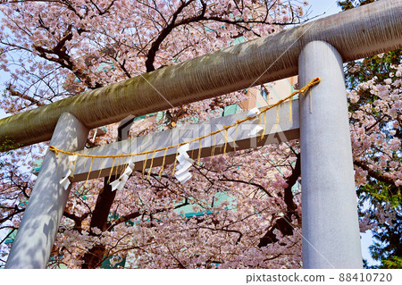 松戶神社和美麗的櫻花(千葉縣松戶市) 松戶神社和美麗的櫻花(千葉縣松戶市) 88410720