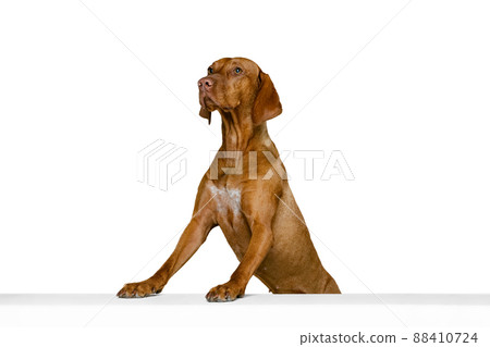 Studio shot of adorable brown Kurzhaar Drathaar, purebred dog posing isolated on white background. Concept of animal, pets, beauty, breed, title Studio shot of adorable brown Kurzhaar Drathaar, purebred dog posing isolated on white background. Concept of animal, pets, beauty, breed, title 88410724