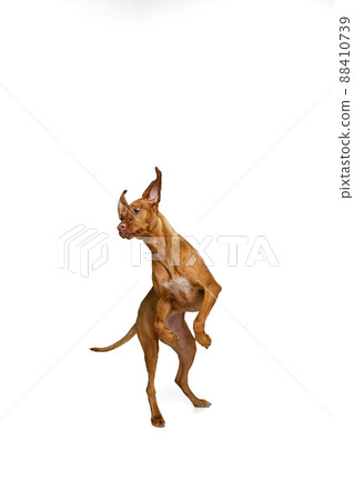 Studio shot of adorable brown Kurzhaar Drathaar, purebred dog posing isolated on white background. Concept of animal, pets, beauty, breed, title Studio shot of adorable brown Kurzhaar Drathaar, purebred dog posing isolated on white background. Concept of animal, pets, beauty, breed, title 88410739