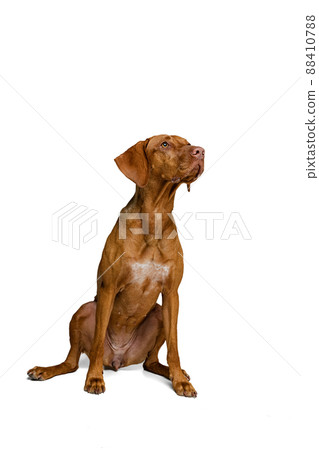 Studio shot of adorable brown Kurzhaar Drathaar, purebred dog posing isolated on white background. Concept of animal, pets, beauty, breed, title Studio shot of adorable brown Kurzhaar Drathaar, purebred dog posing isolated on white background. Concept of animal, pets, beauty, breed, title 88410788
