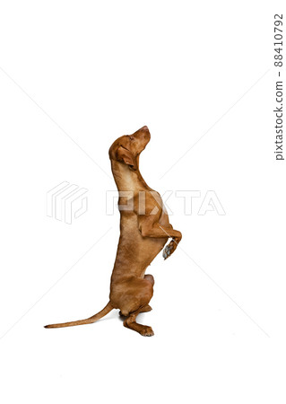 Studio shot of adorable brown Kurzhaar Drathaar, purebred dog posing isolated on white background. Concept of animal, pets, beauty, breed, title 88410792