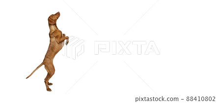 Studio shot of adorable brown Kurzhaar Drathaar, purebred dog posing isolated on white background. Concept of animal, pets, beauty, breed, title Studio shot of adorable brown Kurzhaar Drathaar, purebred dog posing isolated on white background. Concept of animal, pets, beauty, breed, title 88410802