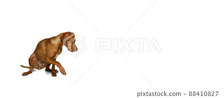 Studio shot of adorable brown Kurzhaar Drathaar, purebred dog posing isolated on white background. Concept of animal, pets, beauty, breed, title Studio shot of adorable brown Kurzhaar Drathaar, purebred dog posing isolated on white background. Concept of animal, pets, beauty, breed, title 88410827