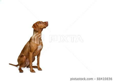 Studio shot of adorable brown Kurzhaar Drathaar, purebred dog posing isolated on white background. Concept of animal, pets, beauty, breed, title Studio shot of adorable brown Kurzhaar Drathaar, purebred dog posing isolated on white background. Concept of animal, pets, beauty, breed, title 88410836