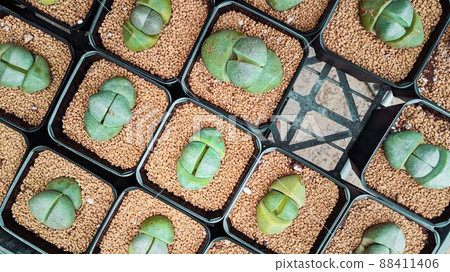 植物拼圖 植物拼圖 88411406