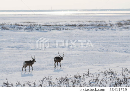 Icefield stag 88411719