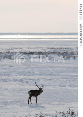 Icefield stag Icefield stag 88411753