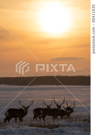 Sunset and stag Sunset and stag 88411830
