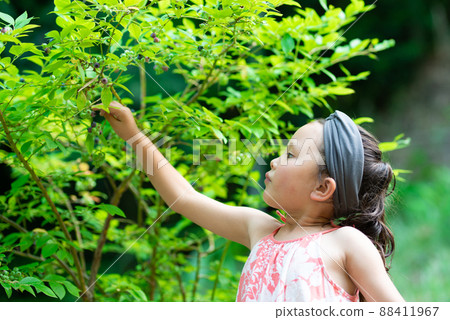 採摘藍莓的女孩 88411967