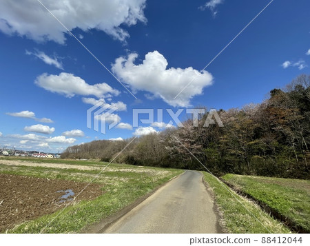 Cherry blossom season Kanto country road Cherry blossom season Kanto country road 88412044