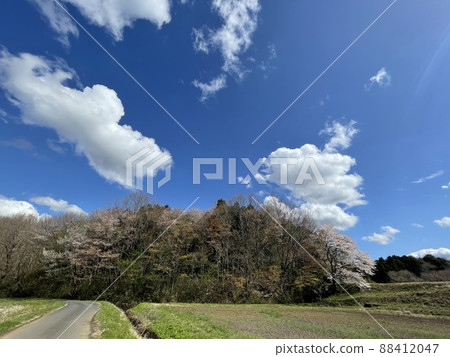 Cherry blossom season Kanto country road Cherry blossom season Kanto country road 88412047