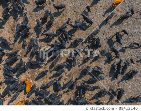 Cows aerial view, Buenos Aires,Argentina 88412140