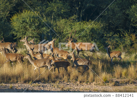 Red deer in Parque Luro Nature Reserve, La Pampa, Argentina Red deer in Parque Luro Nature Reserve, La Pampa, Argentina 88412141
