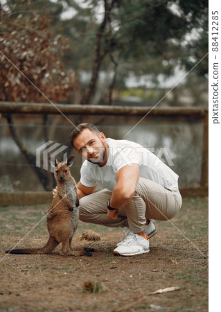 man at the reserve in Australia playing and feeding kangaroos man at the reserve in Australia playing and feeding kangaroos 88412285