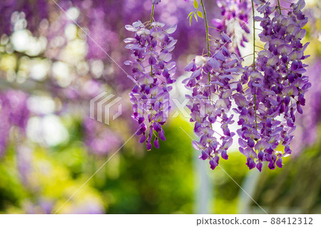 freshwater fantasy wisteria flower freshwater fantasy wisteria flower 88412312