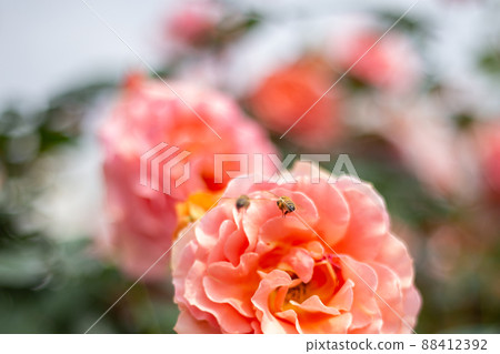 蜜蜂從玫瑰中吸取花蜜 88412392