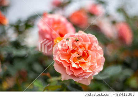 蜜蜂從玫瑰中吸取花蜜 蜜蜂從玫瑰中吸取花蜜 88412393