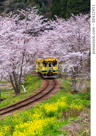 伊隅鐵道東房本站附近,油菜花和櫻花盛開 伊隅鐵道東房本站附近,油菜花和櫻花盛開 88412451