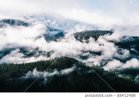 Forest covered with green trees 88412486