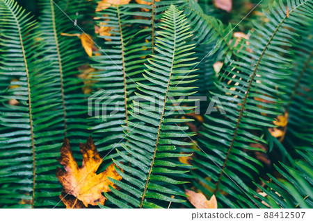 Autumn leaf on green foliage Autumn leaf on green foliage 88412507