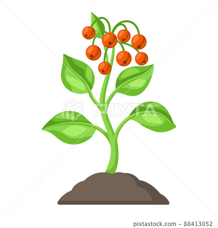Young green plant with berries in ground. Agricultural planting illustration. 88413052