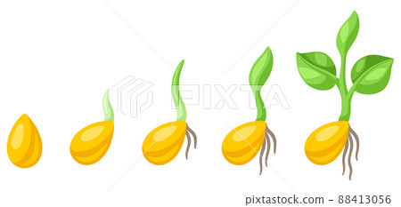 Seeds germination stages for sowing. Agricultural planting illustration. 88413056