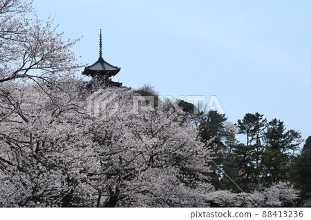 Cherry blossom breeze park 88413236