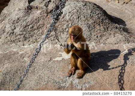 Japanese macaques 88413270