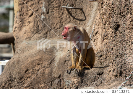 Japanese macaques 88413271