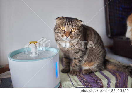 Pet water dispenser with automatic gravity refill. 88413391