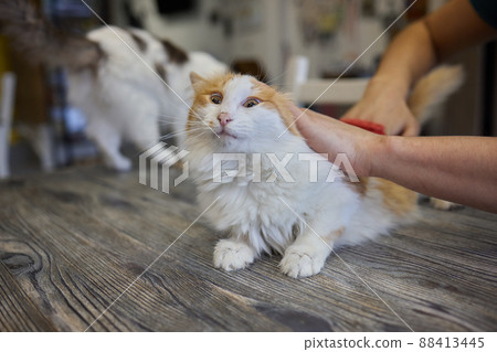 Man grooming cat with special gloves. Pet care. Man grooming cat with special gloves. Pet care. 88413445