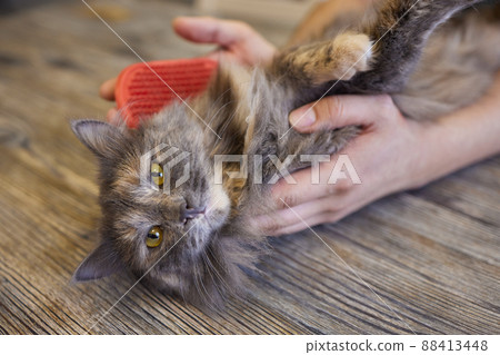 Man grooming cat with special gloves. Pet care. Man grooming cat with special gloves. Pet care. 88413448