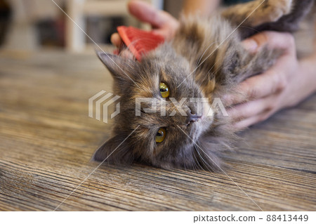 Man grooming cat with special gloves. Pet care. Man grooming cat with special gloves. Pet care. 88413449