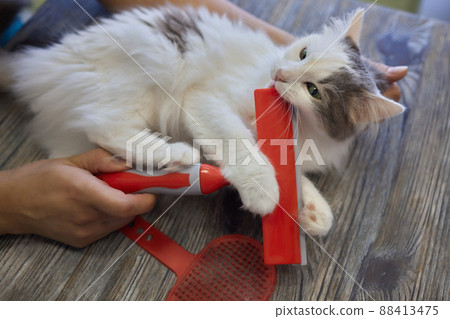 Man grooming cat with special gloves. Pet care. Man grooming cat with special gloves. Pet care. 88413475