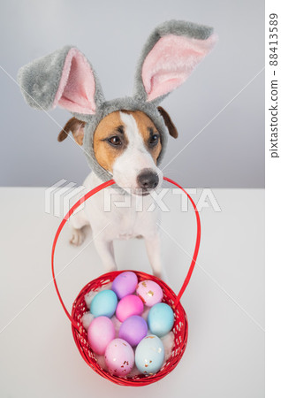 Top view of cute jack russell terrier dog in a bunny rim holding a basket with painted easter eggs on a white background. Top view of cute jack russell terrier dog in a bunny rim holding a basket with painted easter eggs on a white background. 88413589