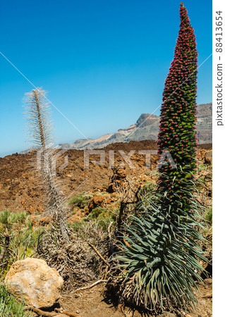 Landscape of the  Pico del Teide mountain volcano in Teide National Park, Tenerife, Canary Islands, Spain 88413654