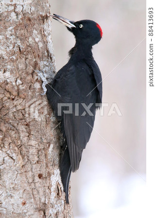 Black Woodpecker, Black Woodpecker, Woodpecker, Hokkaido Wild Bird 88413693