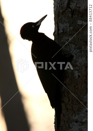 黑啄木鳥, 黑啄木鳥, 啄木鳥, 北海道野鳥 88413712