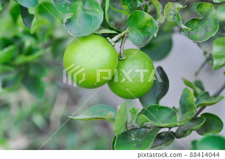 ime, lime plant or lemon or lemon tree ime, lime plant or lemon or lemon tree 88414044
